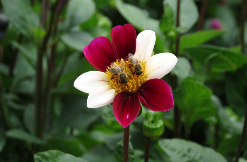 Мудрый воробей, недремлющий лев и букет для Санта-Клауса (Ульм - Линдау - остров Майнау)
