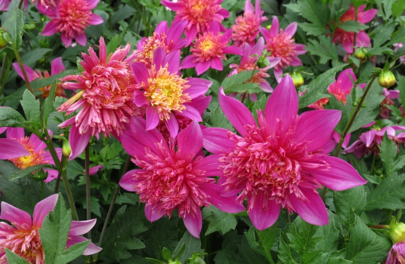 Мудрый воробей, недремлющий лев и букет для Санта-Клауса (Ульм - Линдау - остров Майнау)