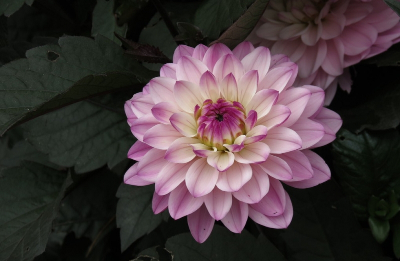 Мудрый воробей, недремлющий лев и букет для Санта-Клауса (Ульм - Линдау - остров Майнау)