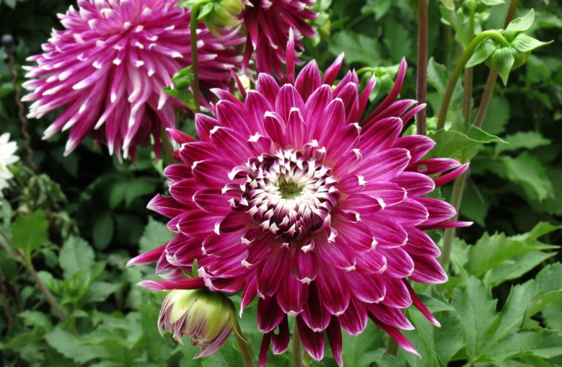 Мудрый воробей, недремлющий лев и букет для Санта-Клауса (Ульм - Линдау - остров Майнау)