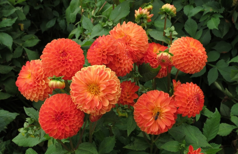 Мудрый воробей, недремлющий лев и букет для Санта-Клауса (Ульм - Линдау - остров Майнау)