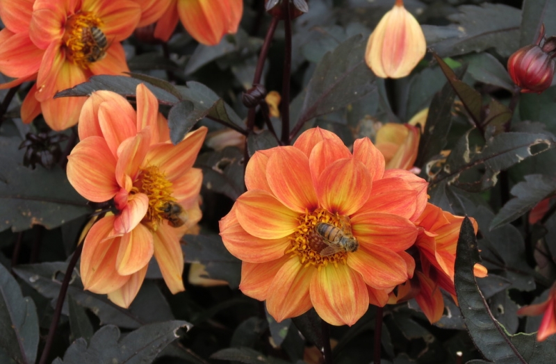 Мудрый воробей, недремлющий лев и букет для Санта-Клауса (Ульм - Линдау - остров Майнау)