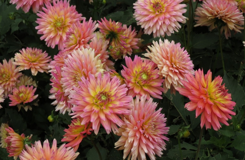 Мудрый воробей, недремлющий лев и букет для Санта-Клауса (Ульм - Линдау - остров Майнау)