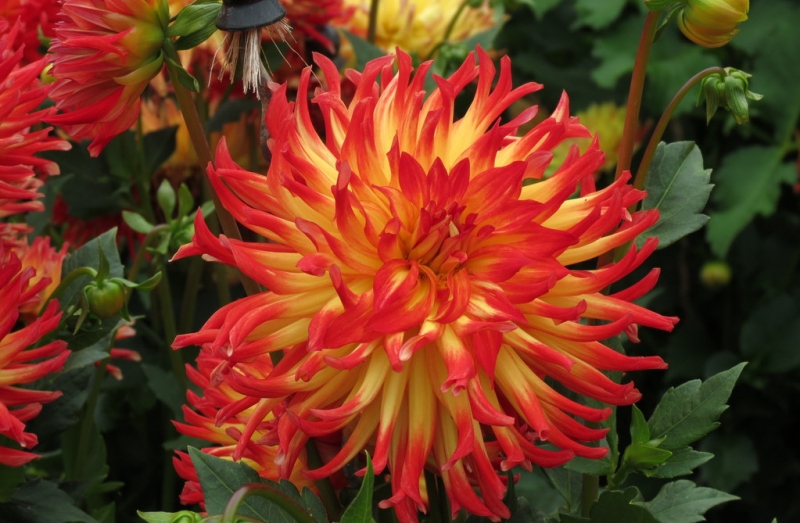 Мудрый воробей, недремлющий лев и букет для Санта-Клауса (Ульм - Линдау - остров Майнау)