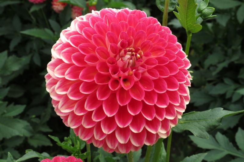 Мудрый воробей, недремлющий лев и букет для Санта-Клауса (Ульм - Линдау - остров Майнау)