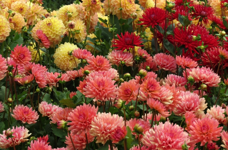 Мудрый воробей, недремлющий лев и букет для Санта-Клауса (Ульм - Линдау - остров Майнау)