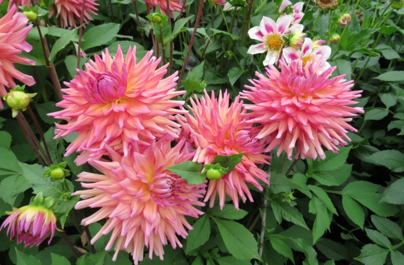 Мудрый воробей, недремлющий лев и букет для Санта-Клауса (Ульм - Линдау - остров Майнау)