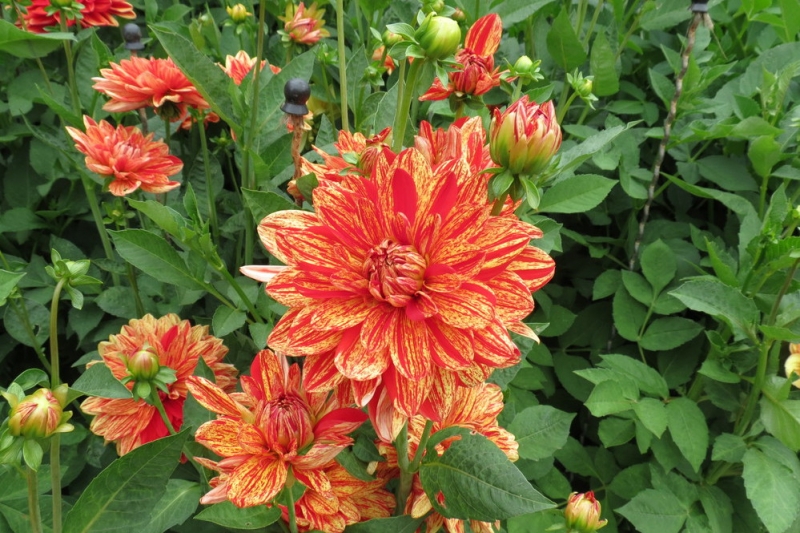 Мудрый воробей, недремлющий лев и букет для Санта-Клауса (Ульм - Линдау - остров Майнау)