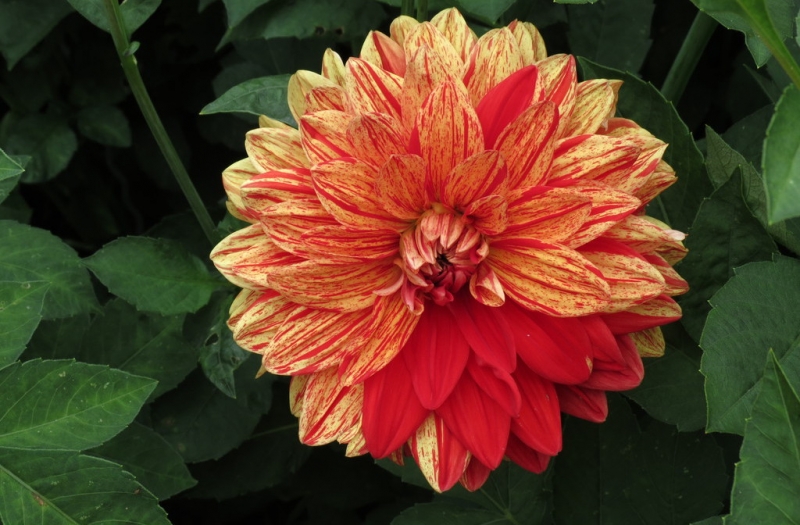 Мудрый воробей, недремлющий лев и букет для Санта-Клауса (Ульм - Линдау - остров Майнау)