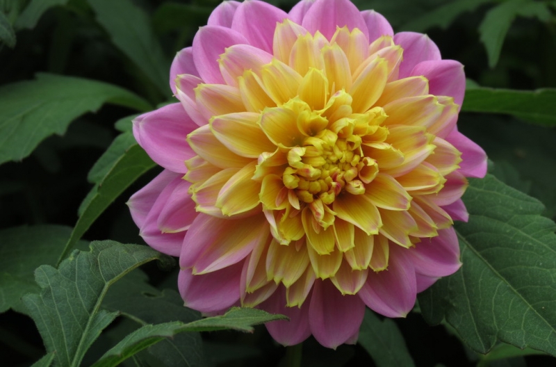 Мудрый воробей, недремлющий лев и букет для Санта-Клауса (Ульм - Линдау - остров Майнау)