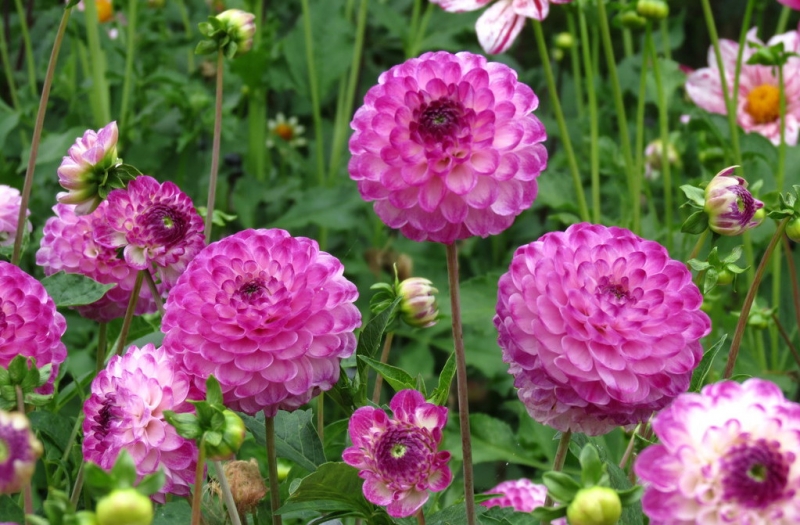 Мудрый воробей, недремлющий лев и букет для Санта-Клауса (Ульм - Линдау - остров Майнау)