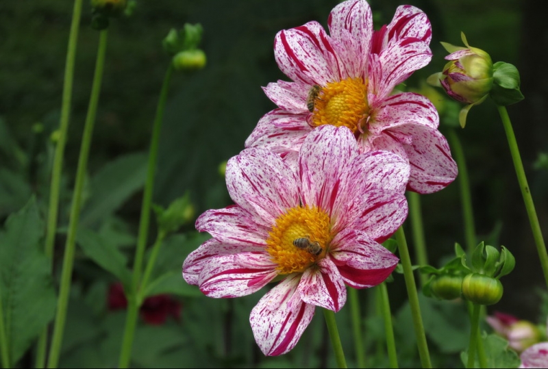 Мудрый воробей, недремлющий лев и букет для Санта-Клауса (Ульм - Линдау - остров Майнау)