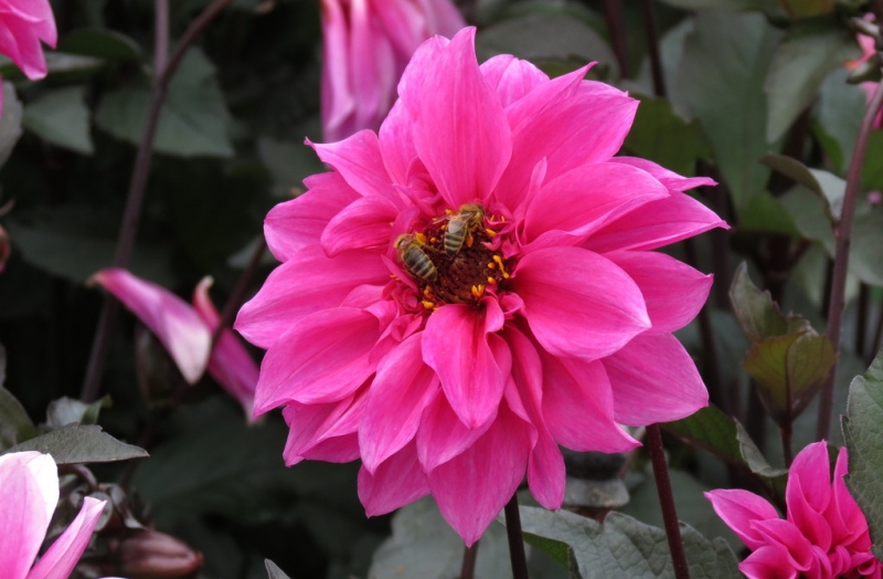 Мудрый воробей, недремлющий лев и букет для Санта-Клауса (Ульм - Линдау - остров Майнау)