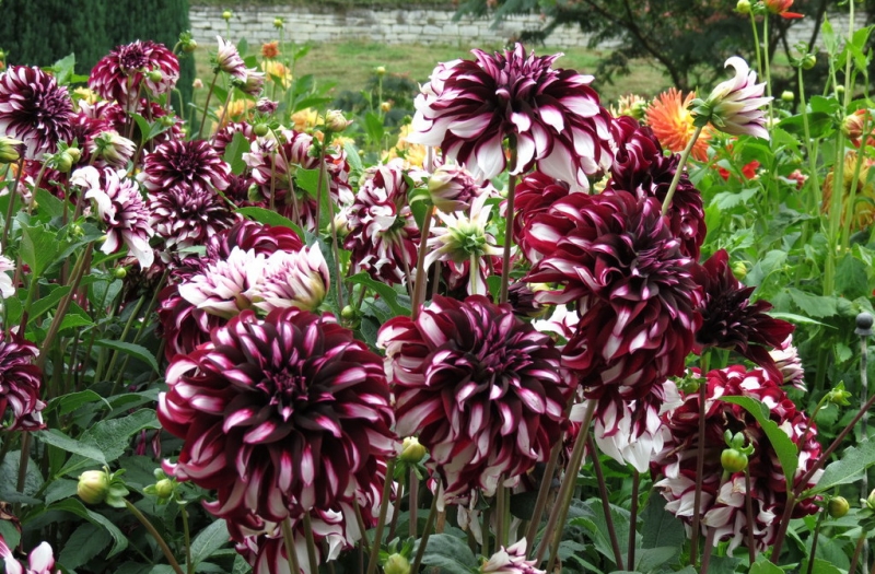 Мудрый воробей, недремлющий лев и букет для Санта-Клауса (Ульм - Линдау - остров Майнау)