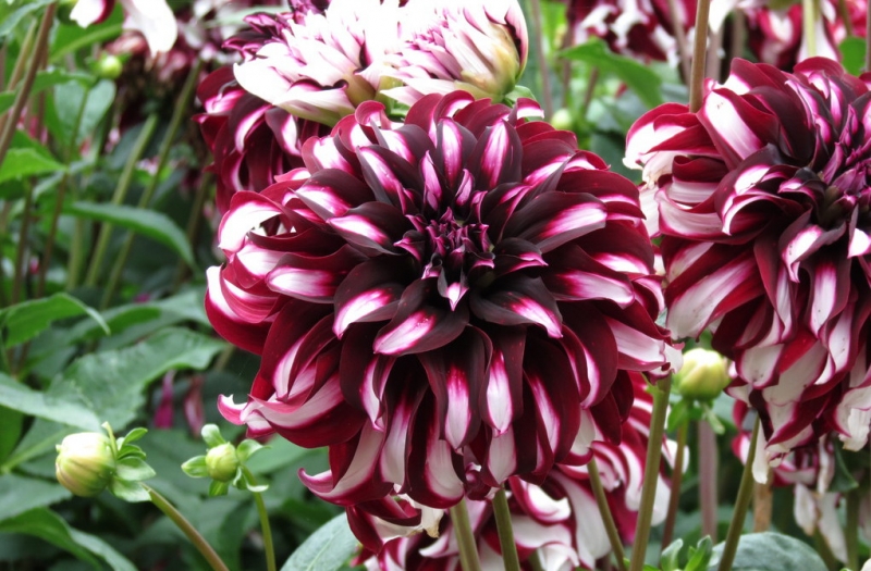 Мудрый воробей, недремлющий лев и букет для Санта-Клауса (Ульм - Линдау - остров Майнау)