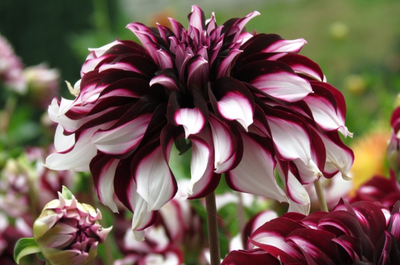 Мудрый воробей, недремлющий лев и букет для Санта-Клауса (Ульм - Линдау - остров Майнау)