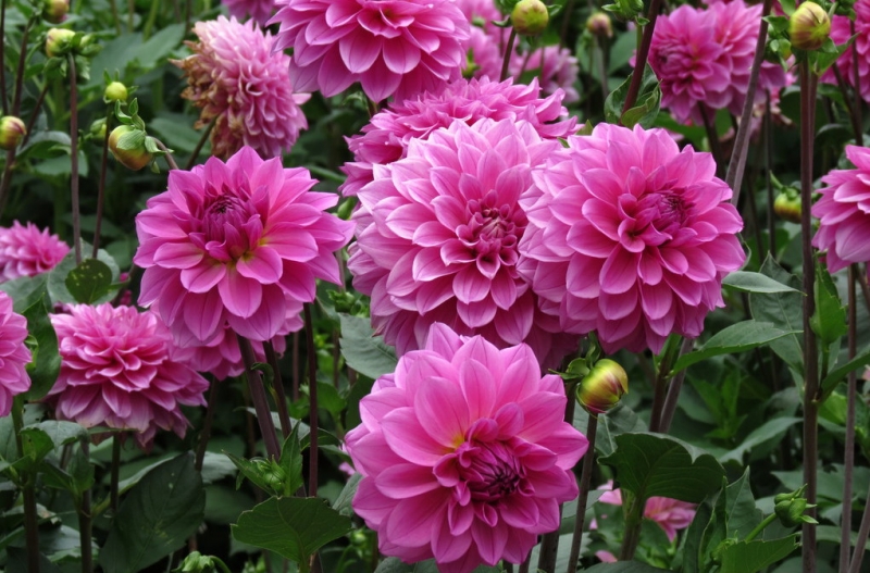 Мудрый воробей, недремлющий лев и букет для Санта-Клауса (Ульм - Линдау - остров Майнау)