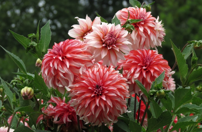 Мудрый воробей, недремлющий лев и букет для Санта-Клауса (Ульм - Линдау - остров Майнау)