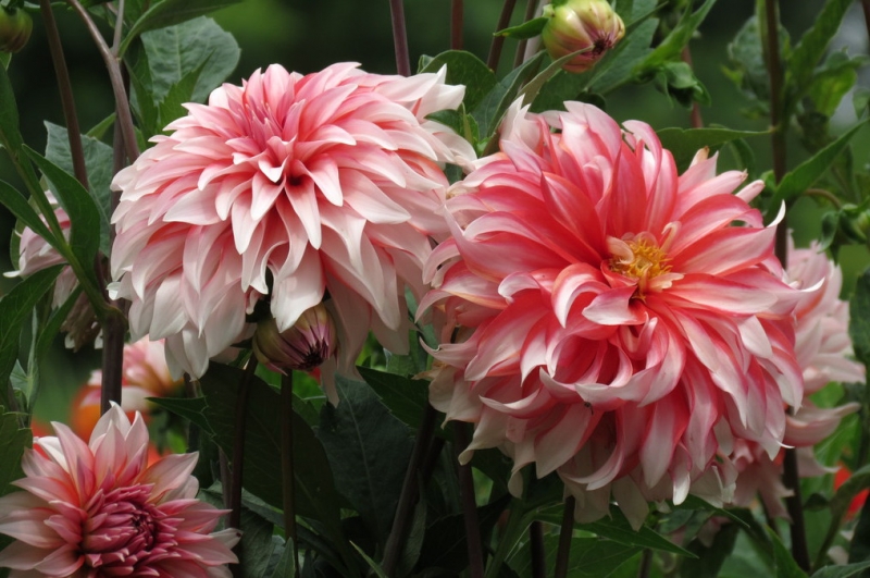 Мудрый воробей, недремлющий лев и букет для Санта-Клауса (Ульм - Линдау - остров Майнау)