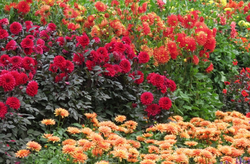 Мудрый воробей, недремлющий лев и букет для Санта-Клауса (Ульм - Линдау - остров Майнау)