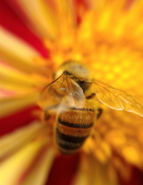 Мудрый воробей, недремлющий лев и букет для Санта-Клауса (Ульм - Линдау - остров Майнау)