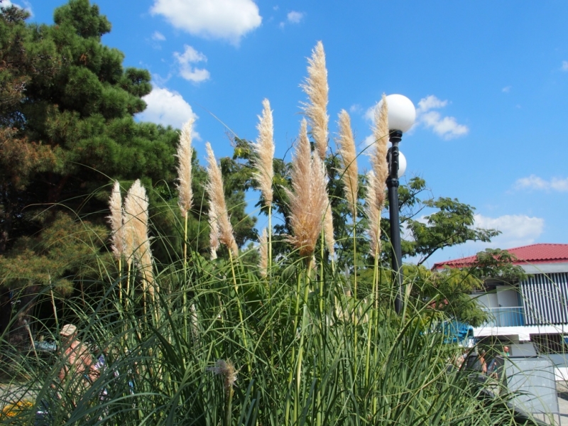 Лучами солнца избалован…  Крым. сентябрь 2016