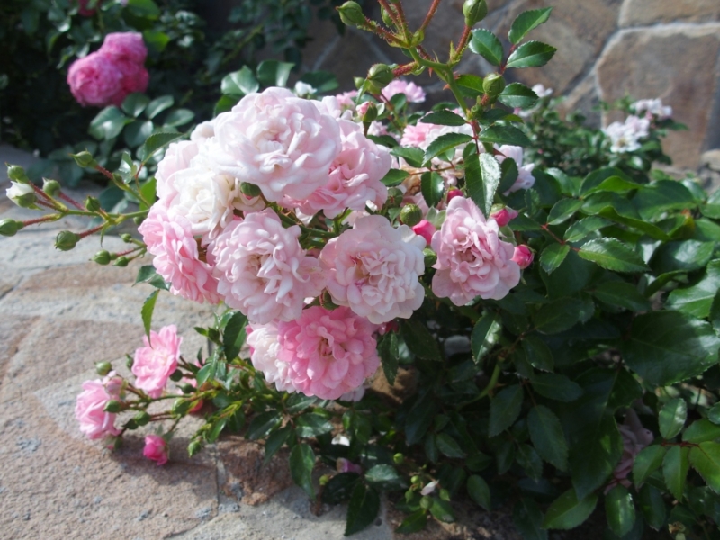 Лучами солнца избалован…  Крым. сентябрь 2016