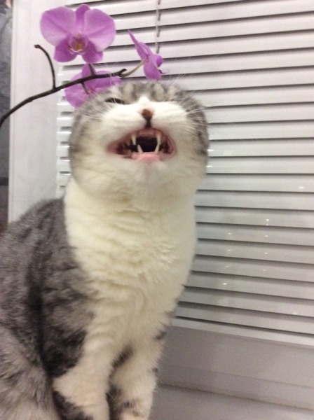 Поговорим о кошках41