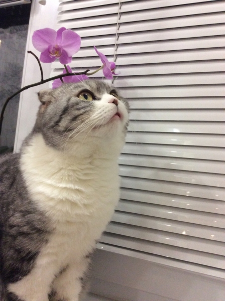 Поговорим о кошках41