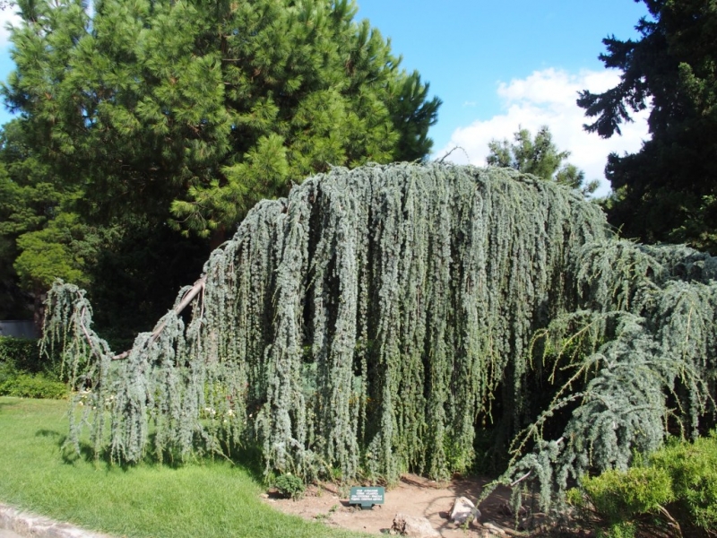 Лучами солнца избалован…  Крым. сентябрь 2016