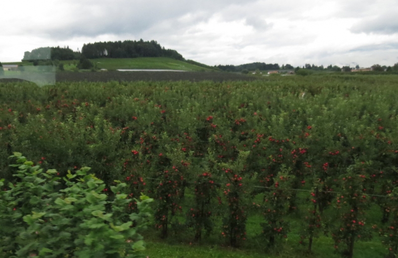 Мудрый воробей, недремлющий лев и букет для Санта-Клауса (Ульм - Линдау - остров Майнау)