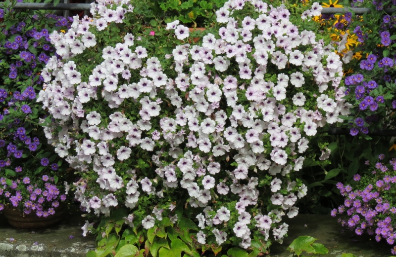 Мудрый воробей, недремлющий лев и букет для Санта-Клауса (Ульм - Линдау - остров Майнау)