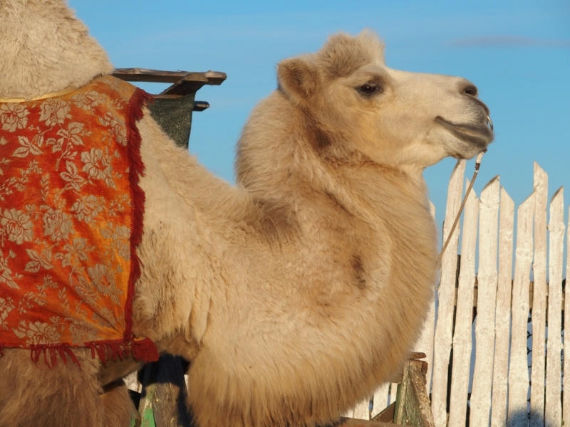 Лучами солнца избалован…  Крым. сентябрь 2016