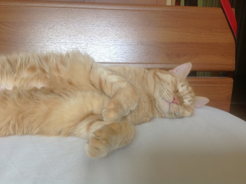 Поговорим о кошках41