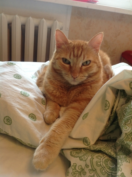 Поговорим о кошках41