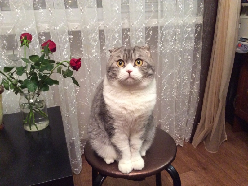 Поговорим о кошках41