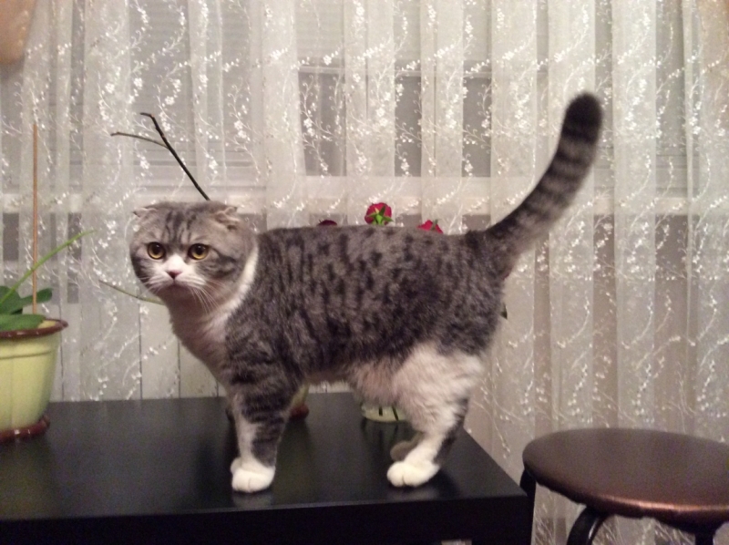 Кошки в нашей жизни. Кошки и все, что с ними связано.