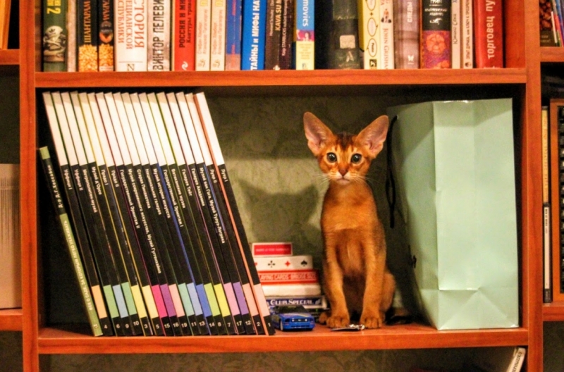 Поговорим о кошках41