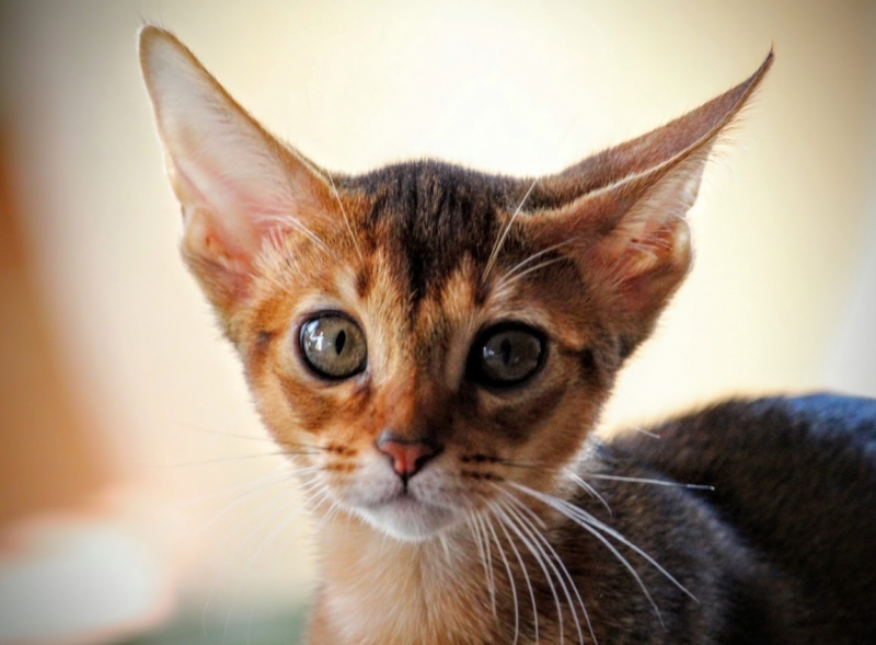 Поговорим о кошках41