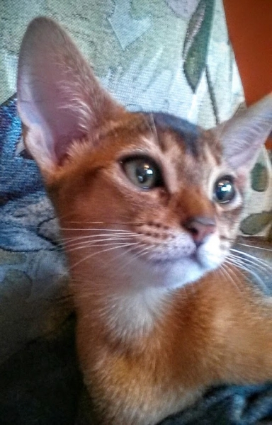 Поговорим о кошках41