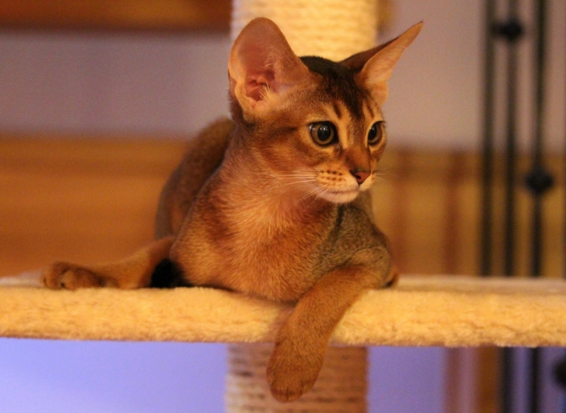 Поговорим о кошках41