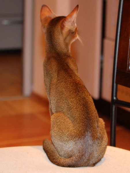 Поговорим о кошках41