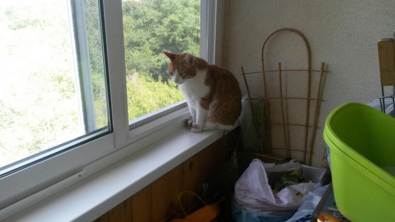 Поговорим о кошках41