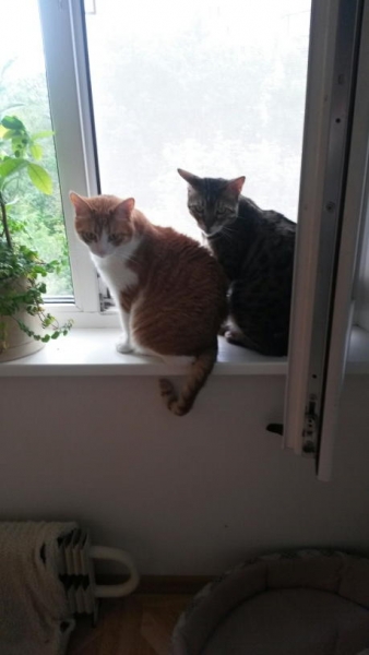 Поговорим о кошках41