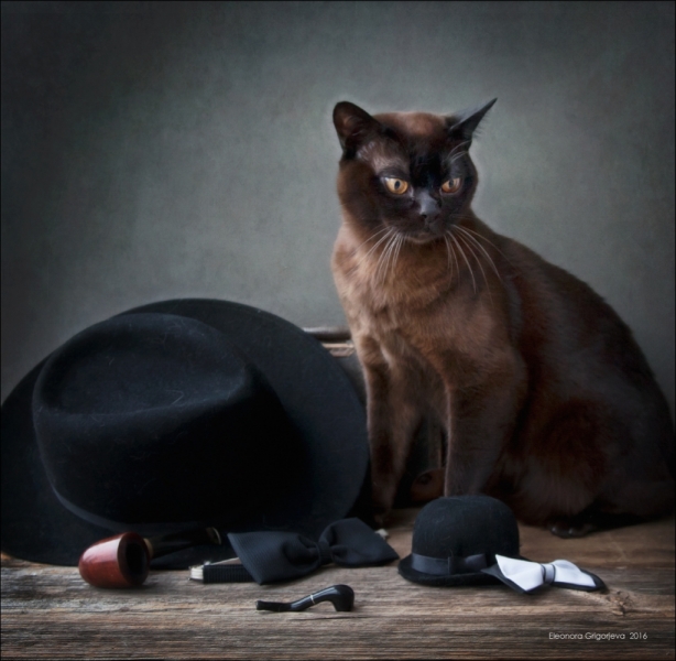 Поговорим о кошках41