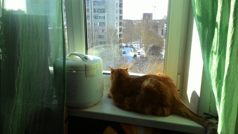 Поговорим о кошках41