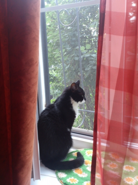 Поговорим о кошках41