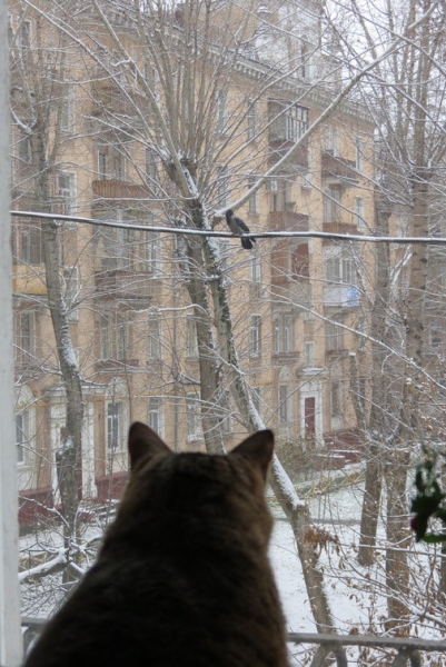 Поговорим о кошках41