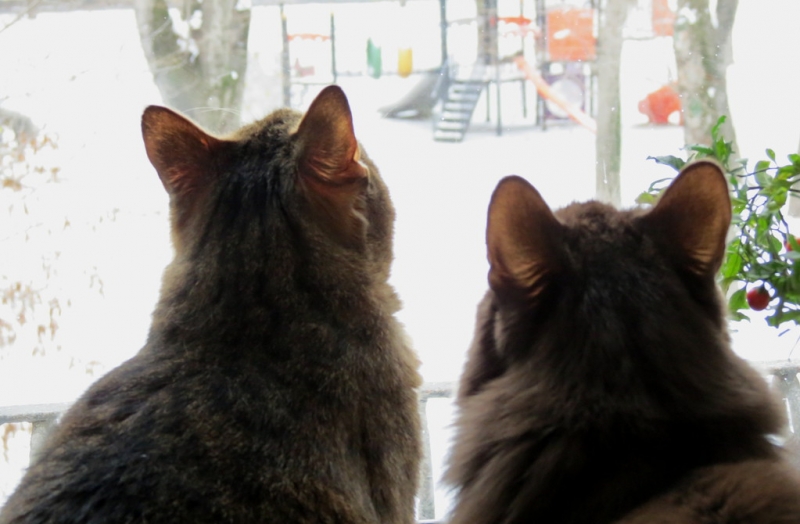 Поговорим о кошках41