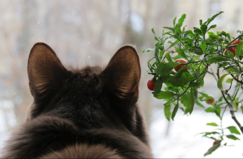 Поговорим о кошках41